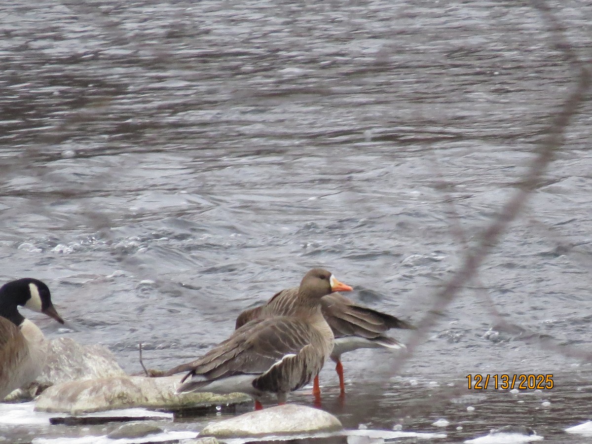 אווז לבן-מצח - ML646851409
