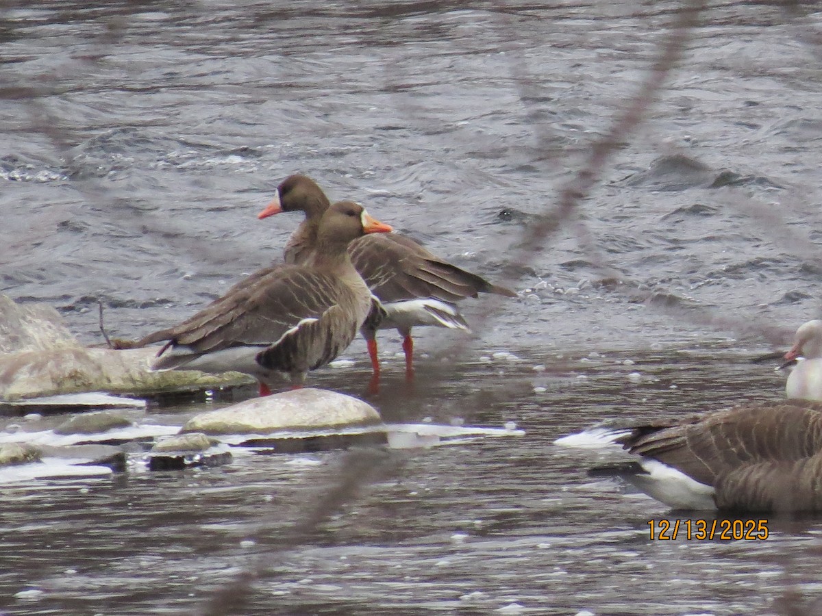 אווז לבן-מצח - ML646851410