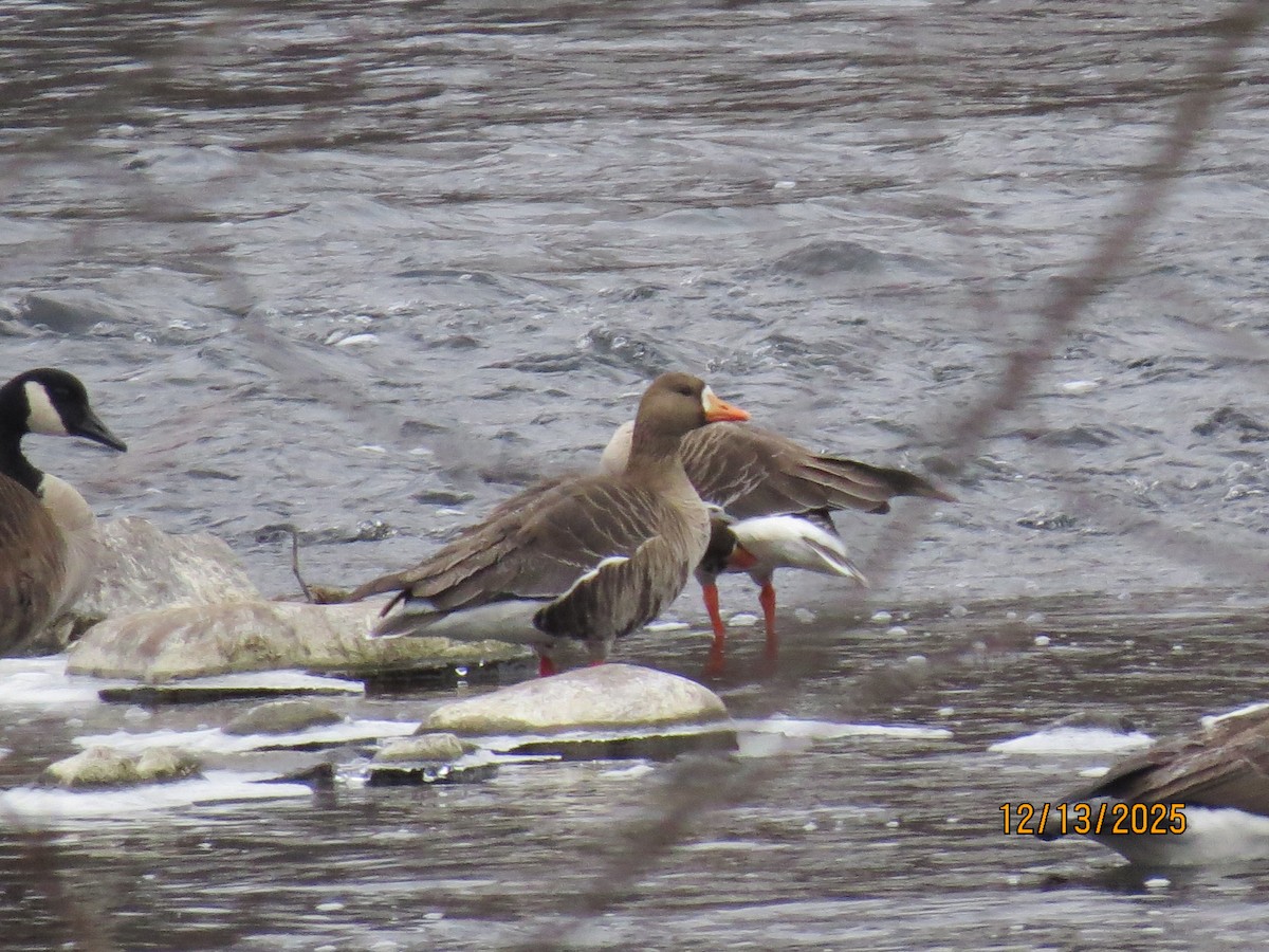 אווז לבן-מצח - ML646851411