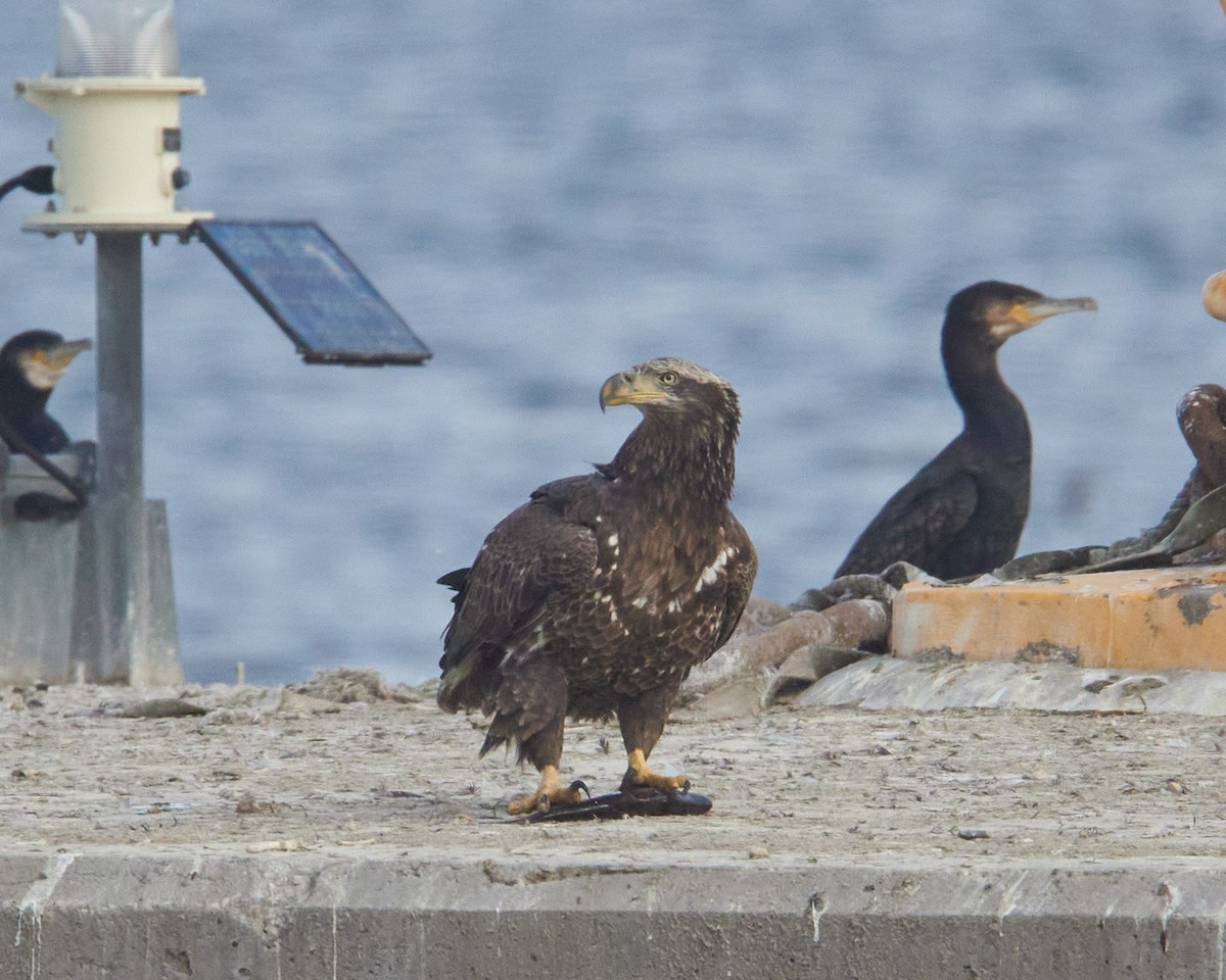 Bald Eagle - ML646851412
