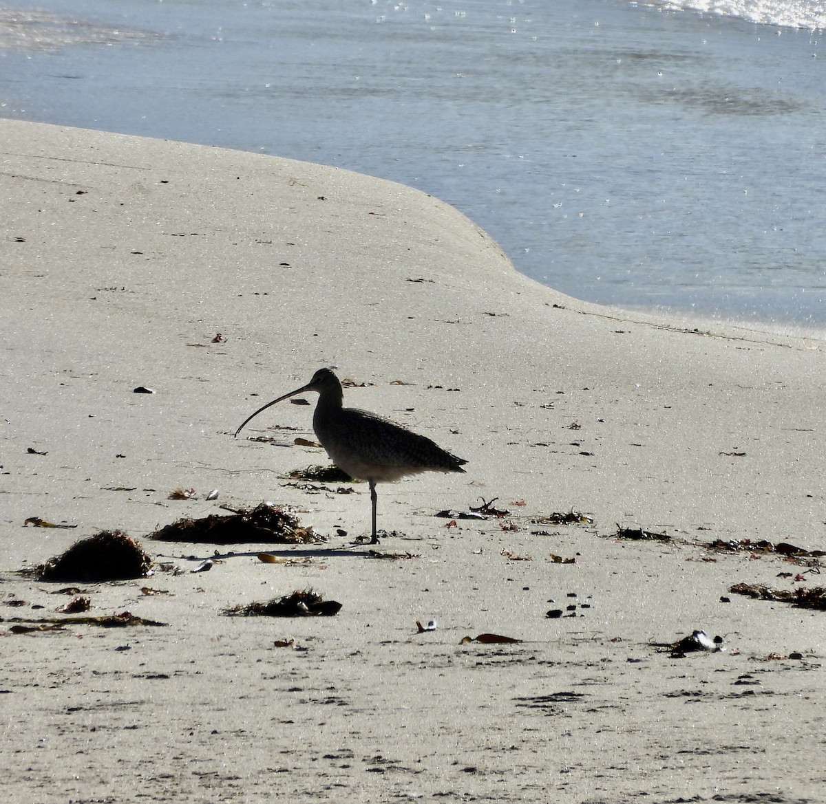 Long-billed Curlew - ML646851413