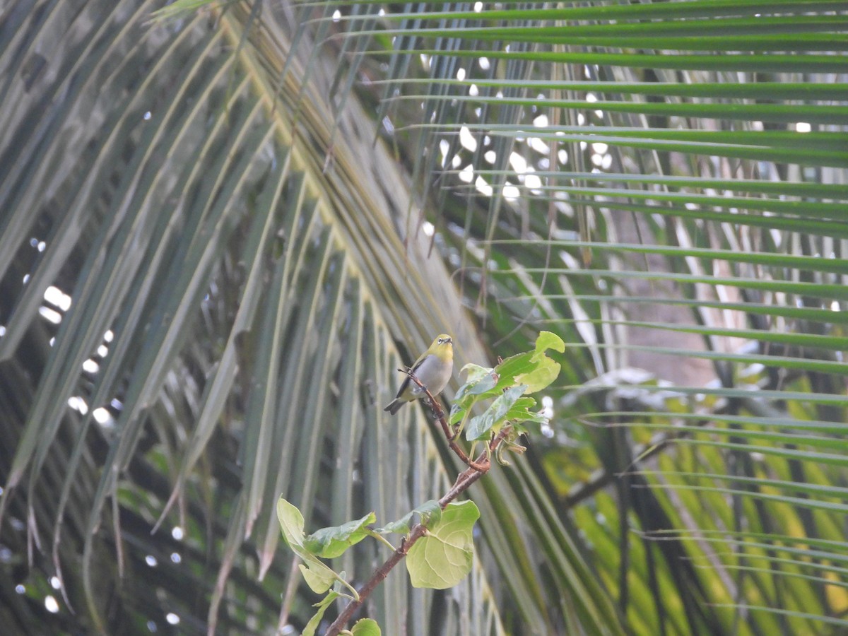 Indian White-eye - ML646851415