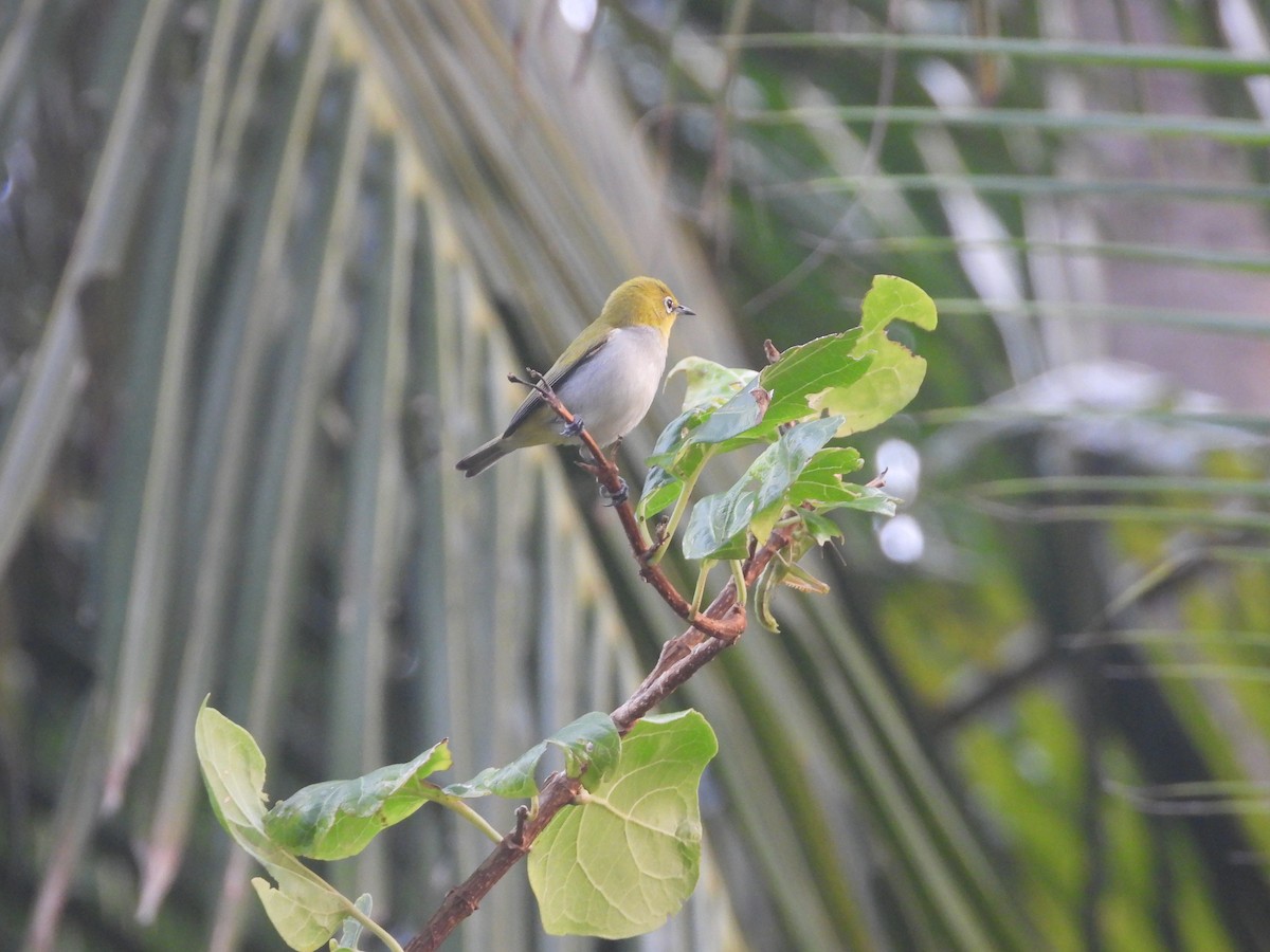 Indian White-eye - ML646851416