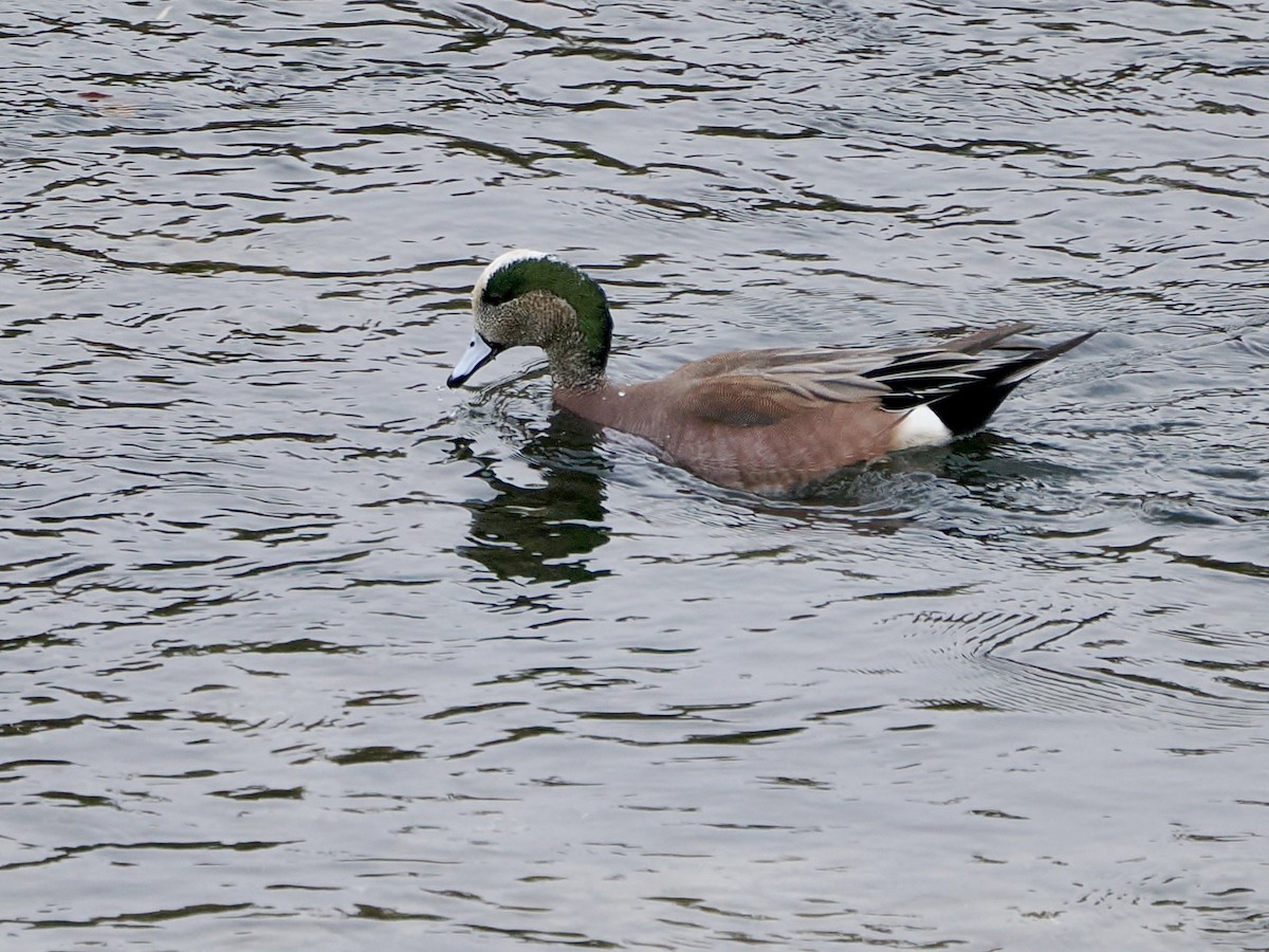 American Wigeon - ML646851417