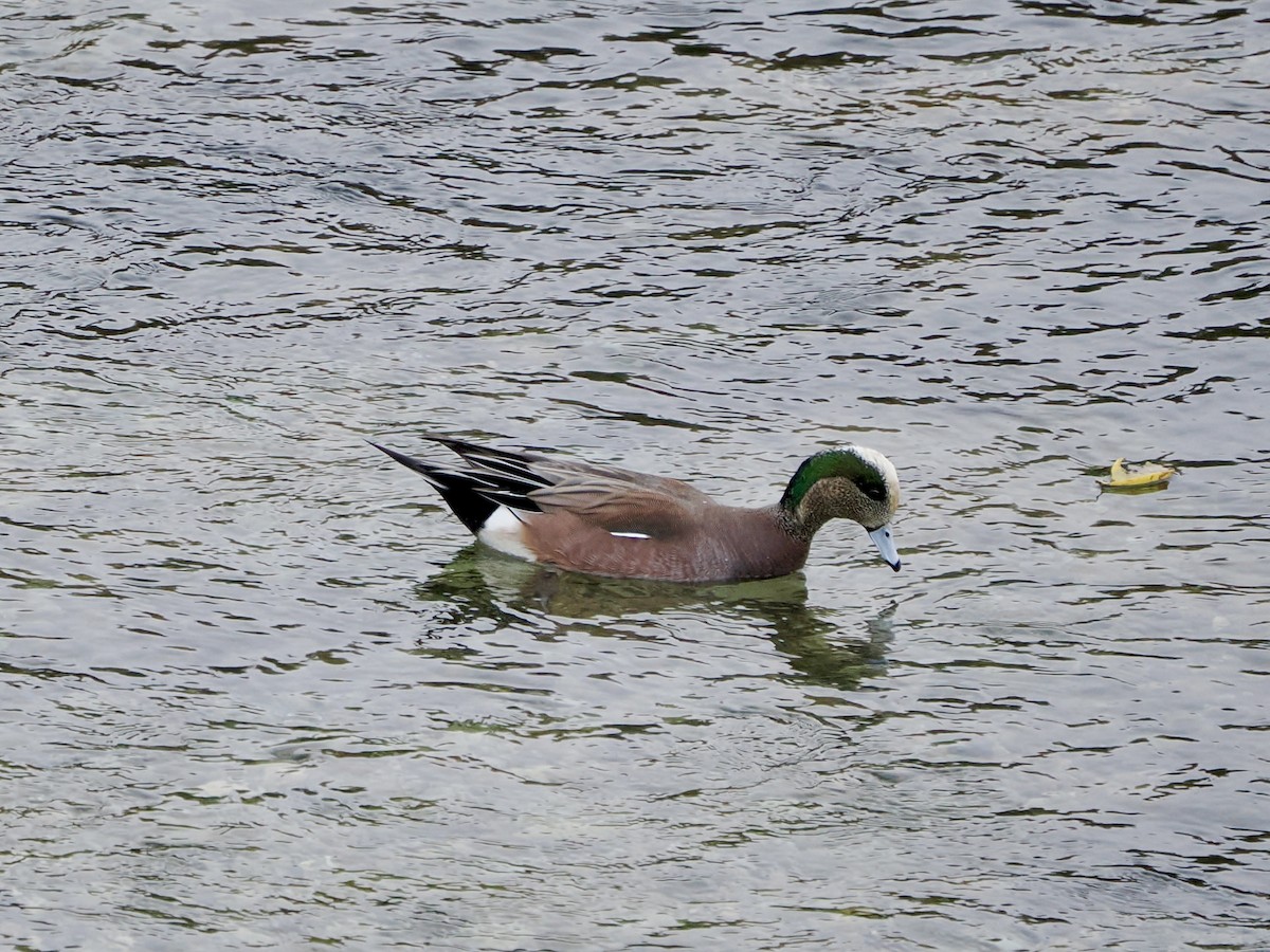 American Wigeon - ML646851418