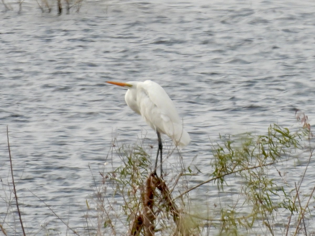 Great Egret - ML646851419