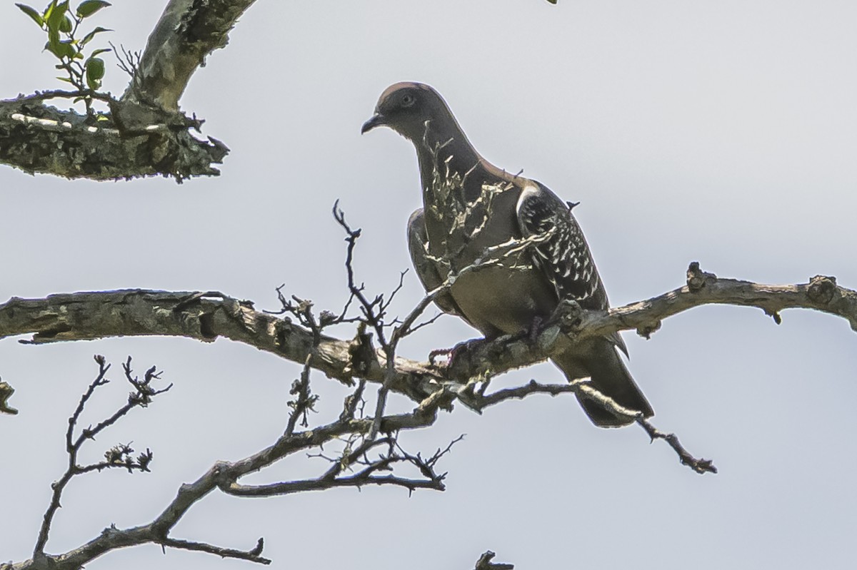 Spot-winged Pigeon - ML646851420
