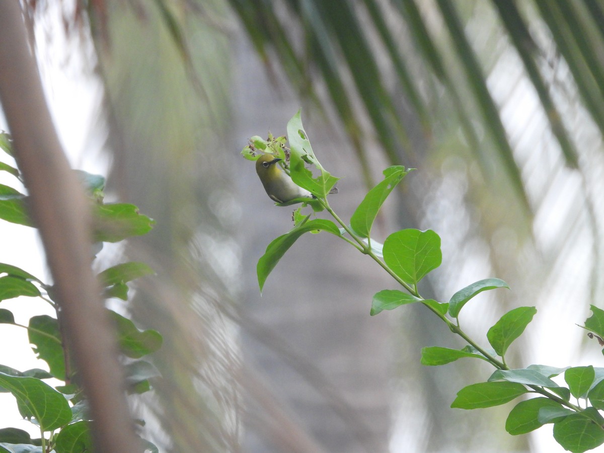 Indian White-eye - ML646851421