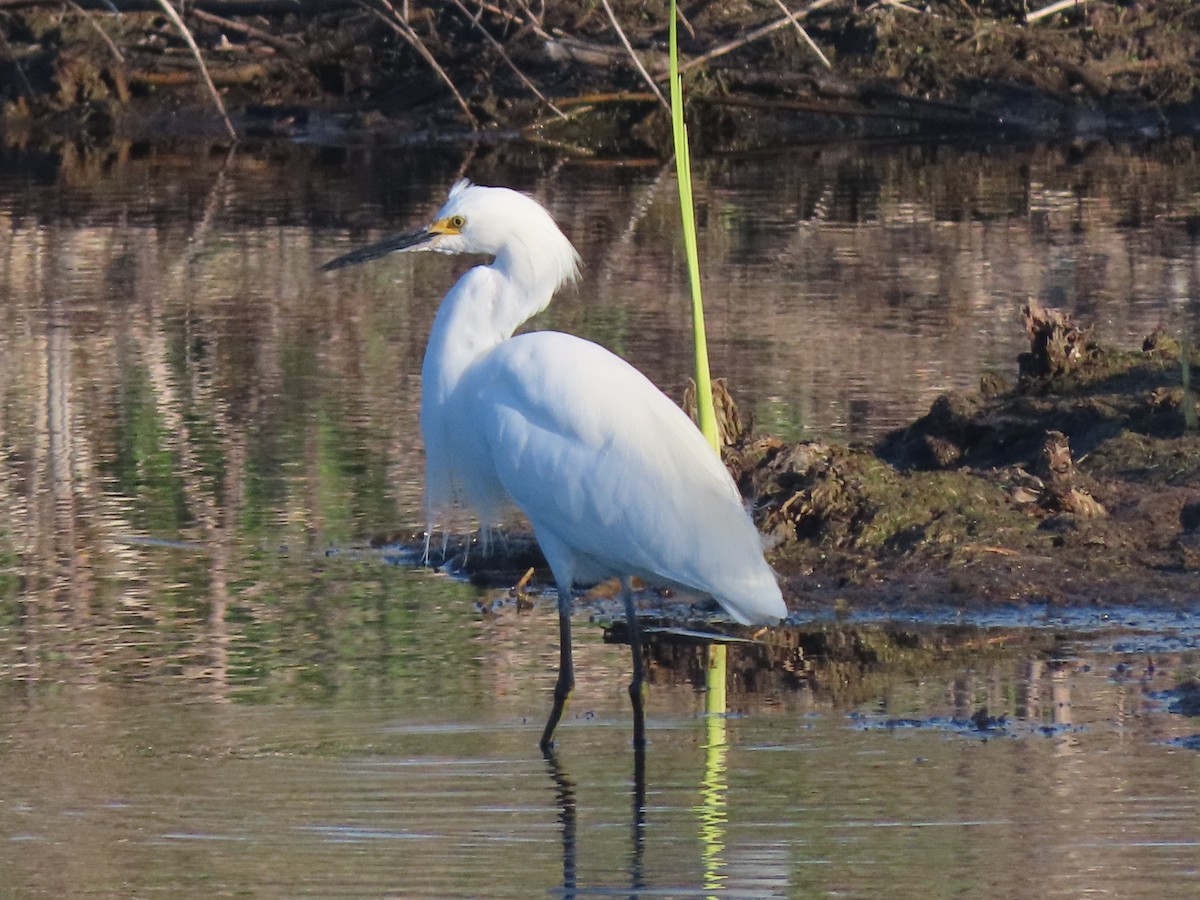 Snowy Egret - ML646851422