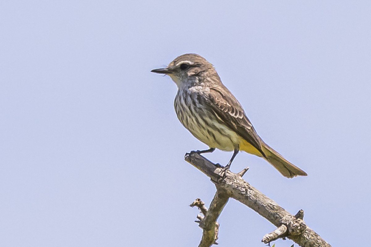 Vermilion Flycatcher - ML646851423