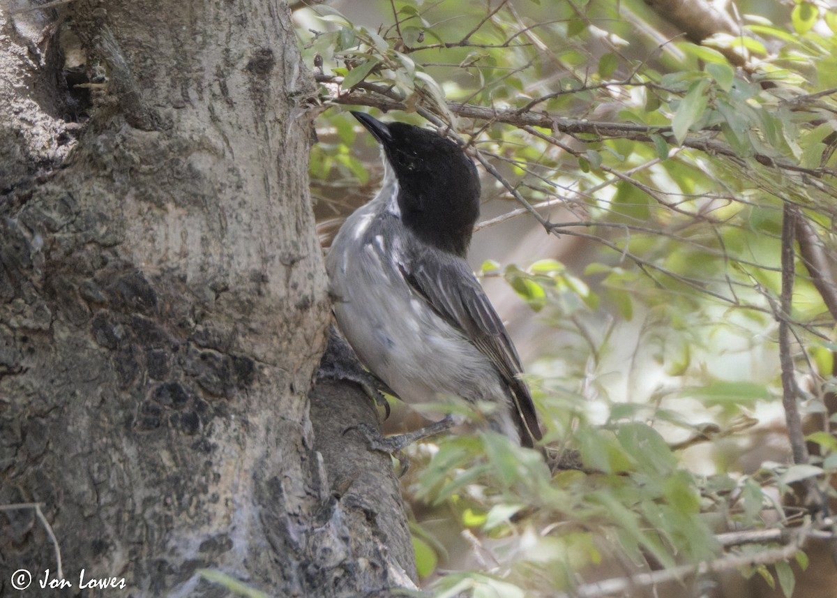 Arabian Warbler - ML646851425