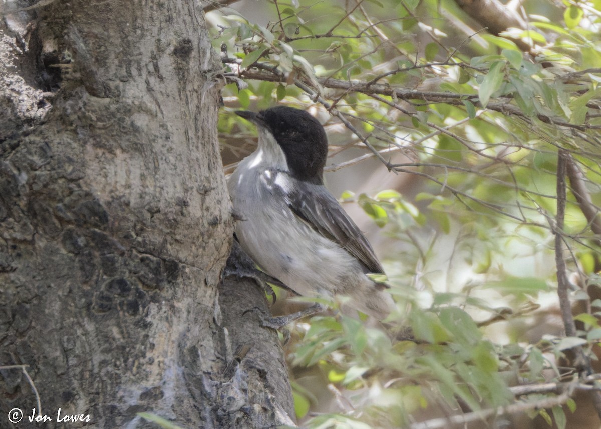 Arabian Warbler - ML646851426