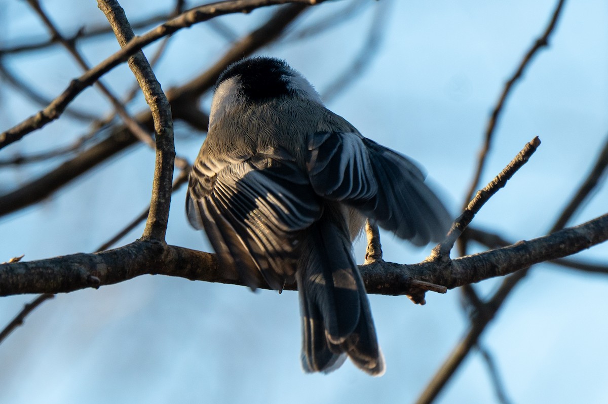 Black-capped Chickadee - ML646851428
