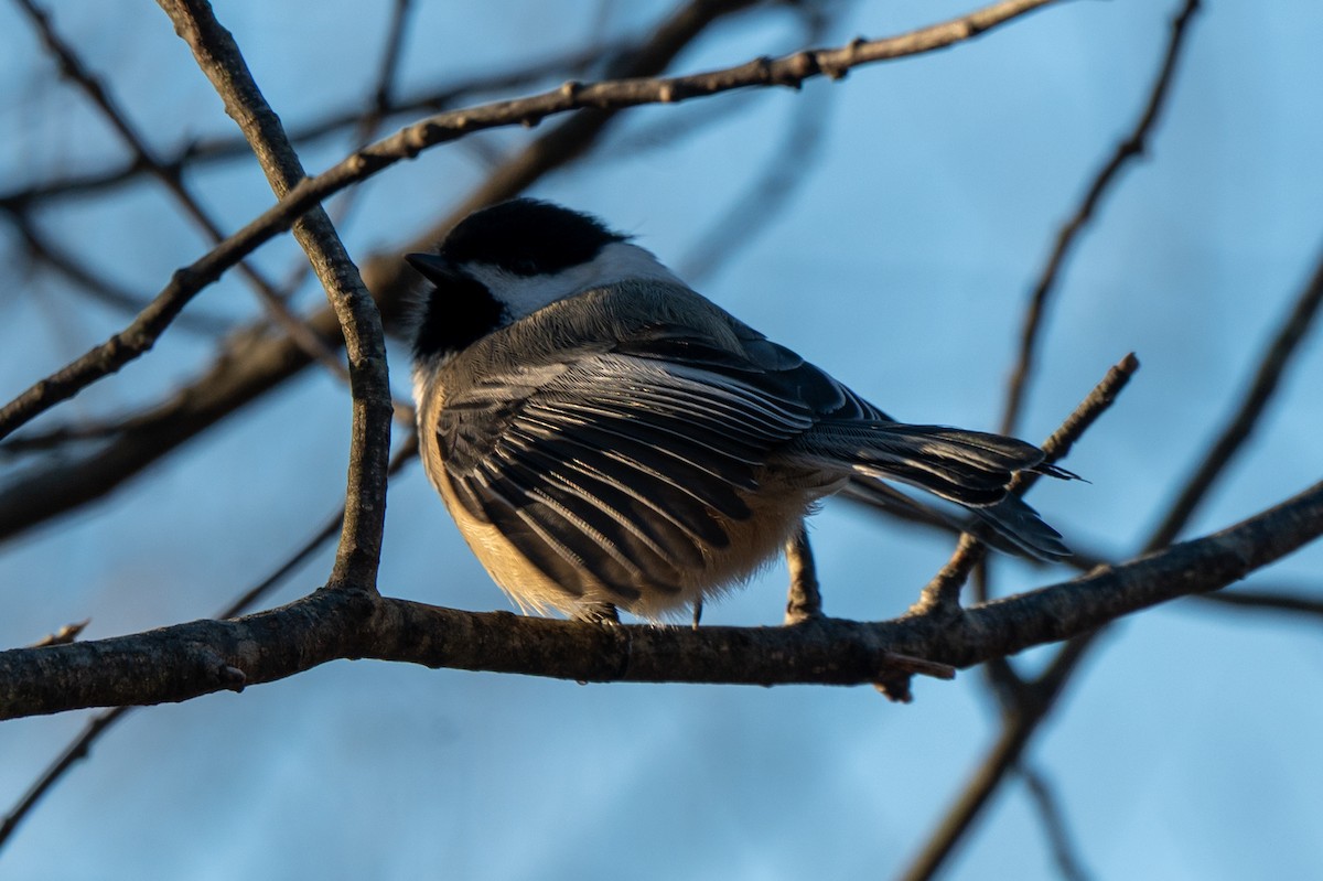 Black-capped Chickadee - ML646851429