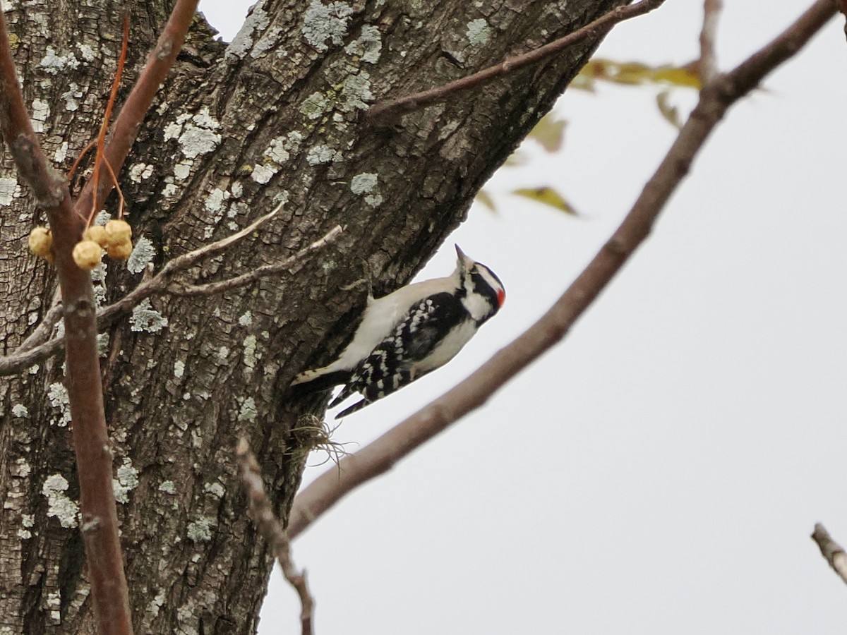 Downy Woodpecker - ML646851437