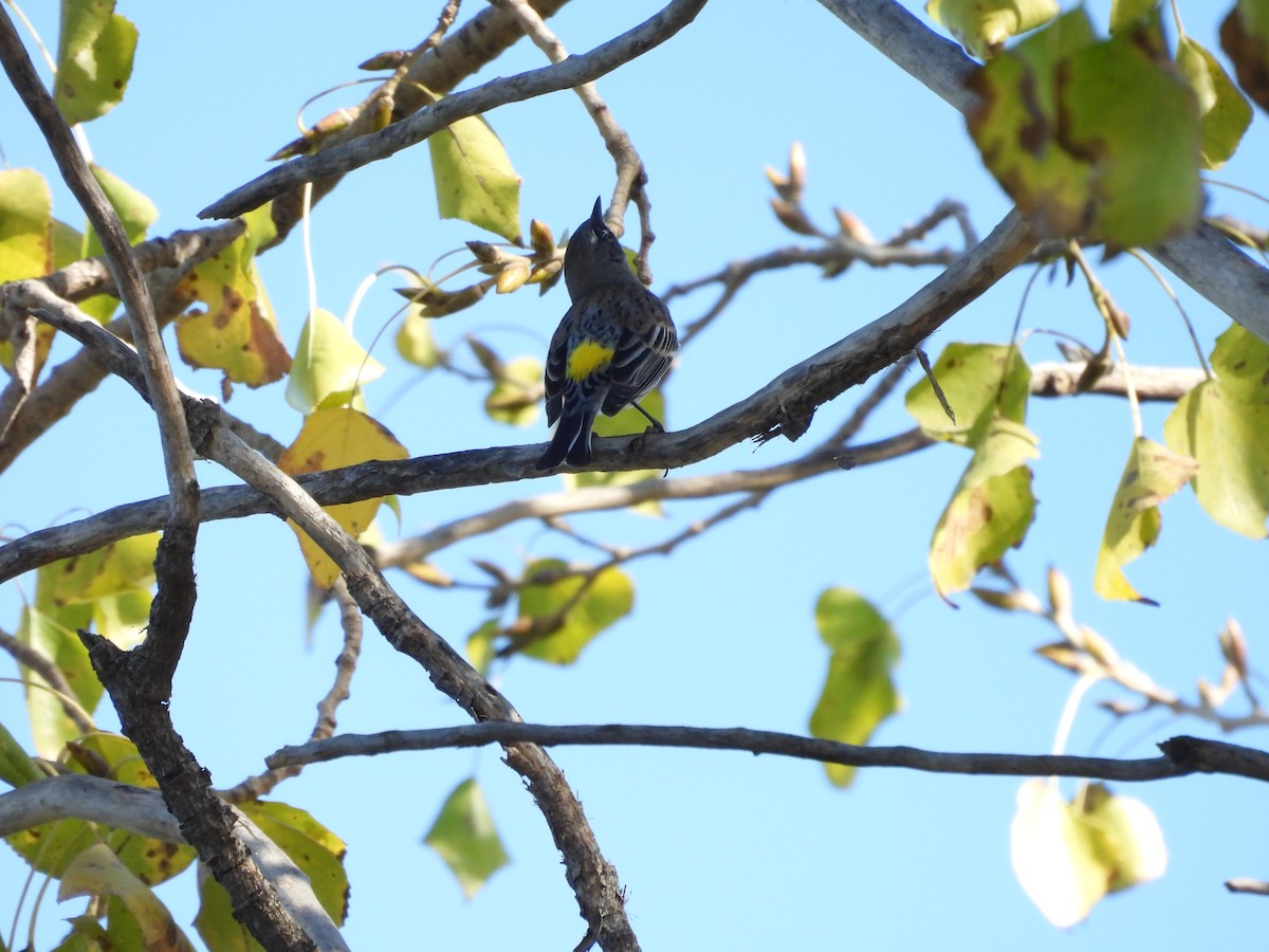 Пісняр-лісовик жовтогузий - ML646851439