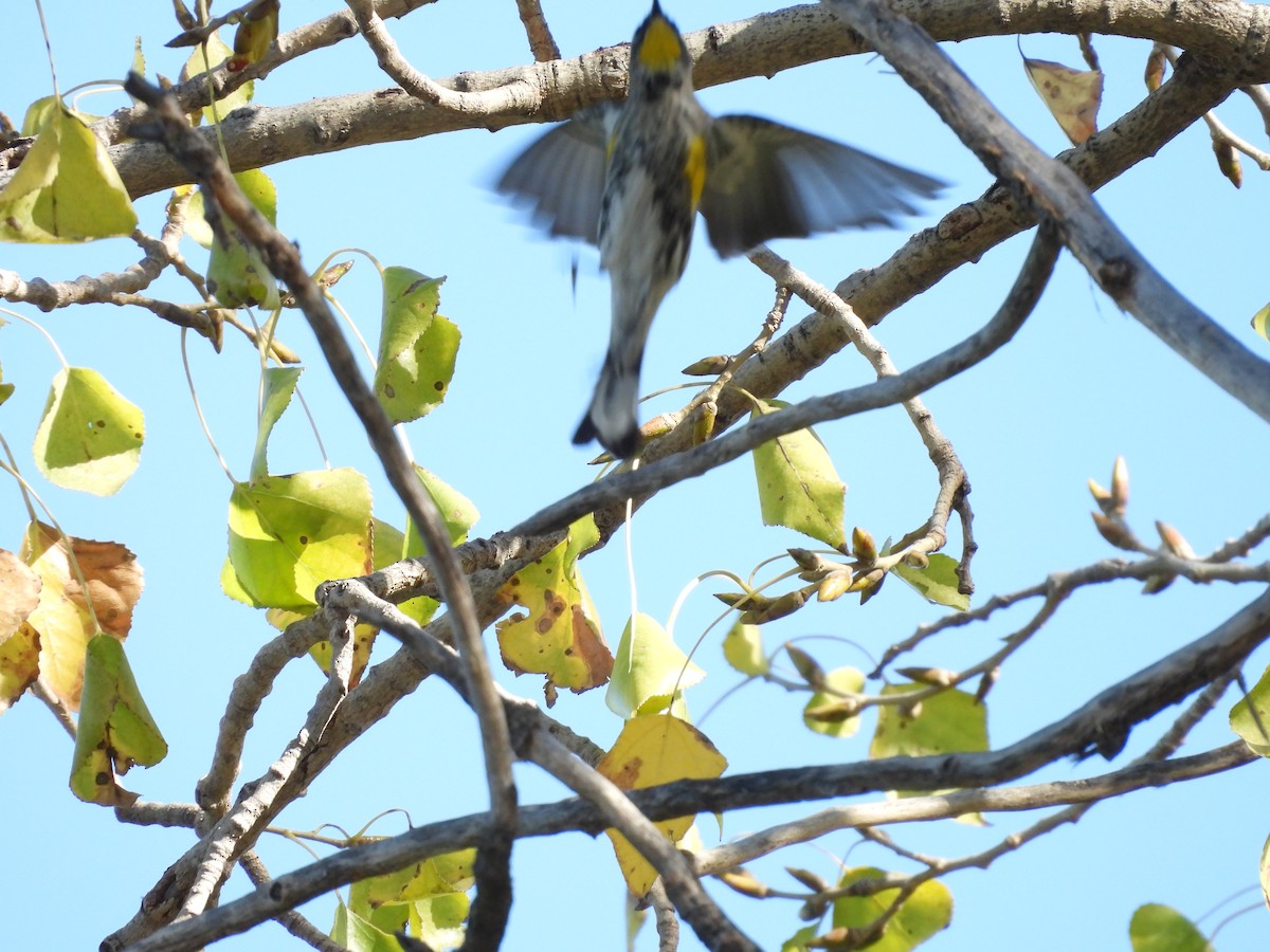 Пісняр-лісовик жовтогузий - ML646851440