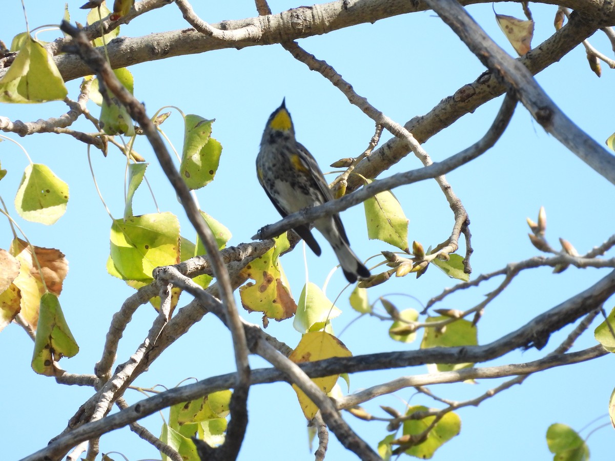 Пісняр-лісовик жовтогузий - ML646851441