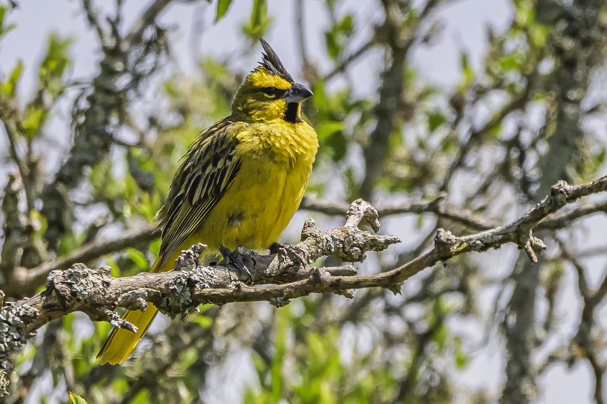 Yellow Cardinal - ML646851443