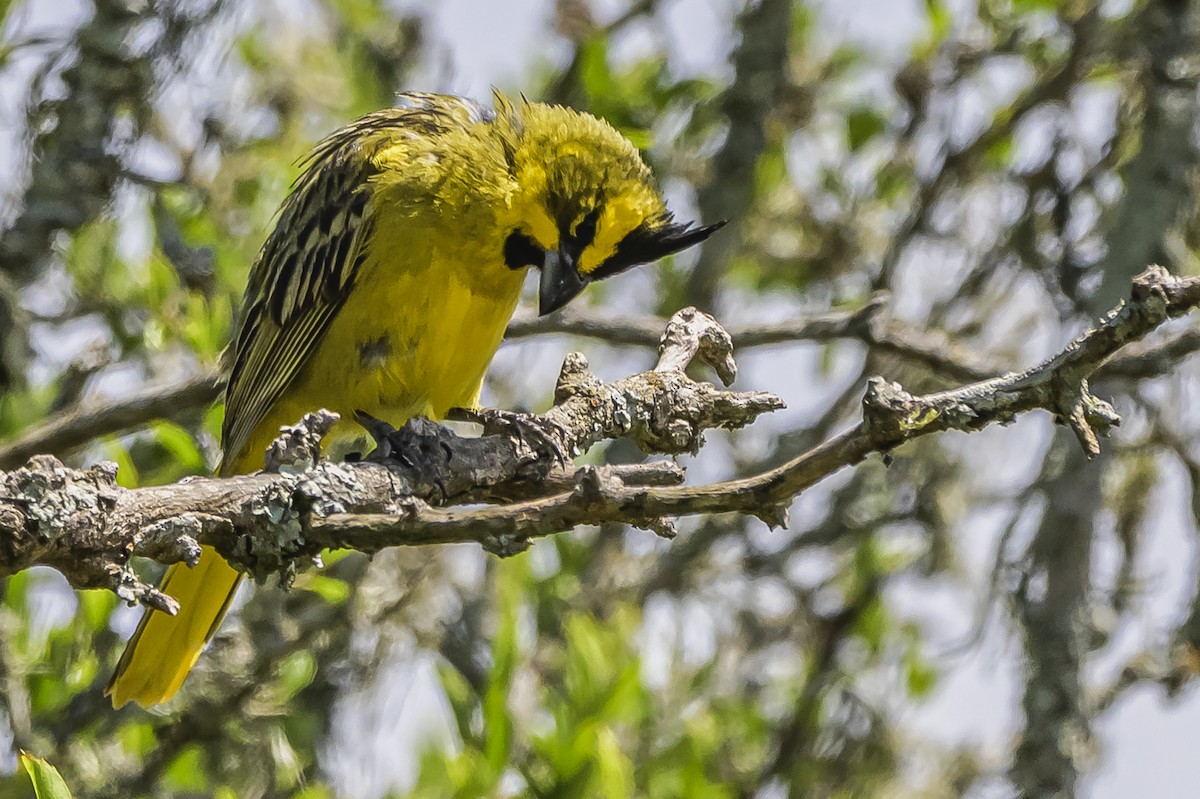 Yellow Cardinal - ML646851444
