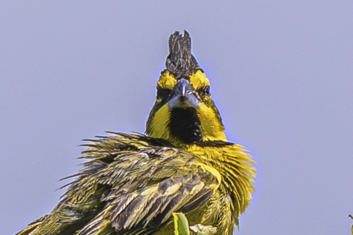 Yellow Cardinal - ML646851449