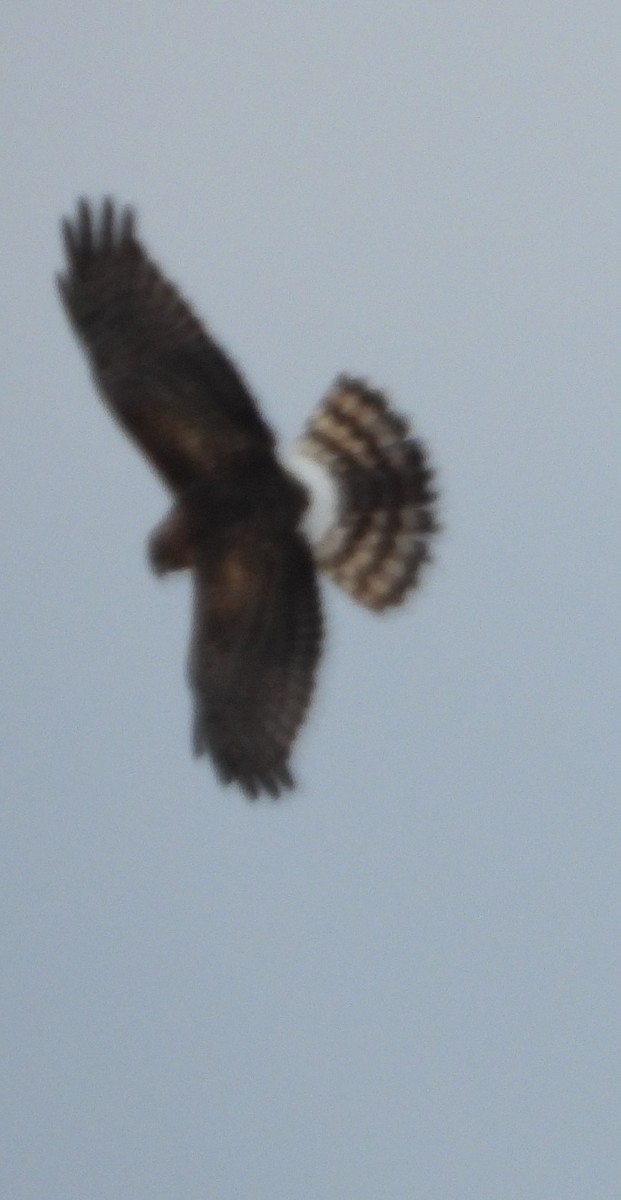 Лунь американський - ML646851452