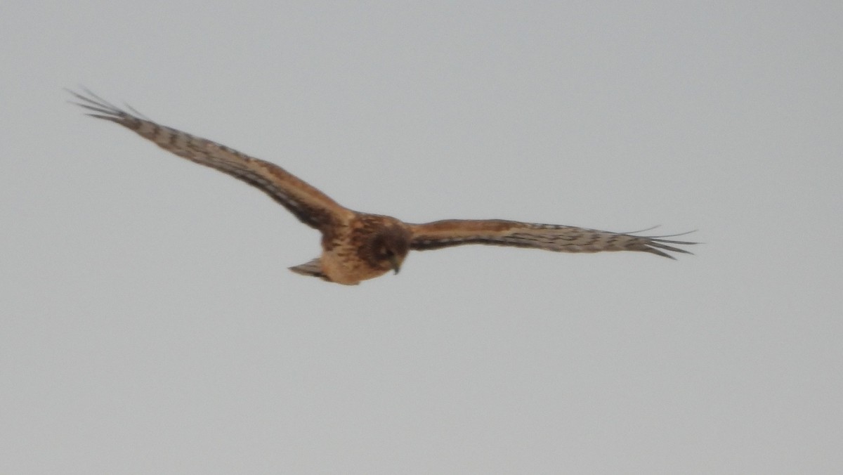 Лунь американський - ML646851453