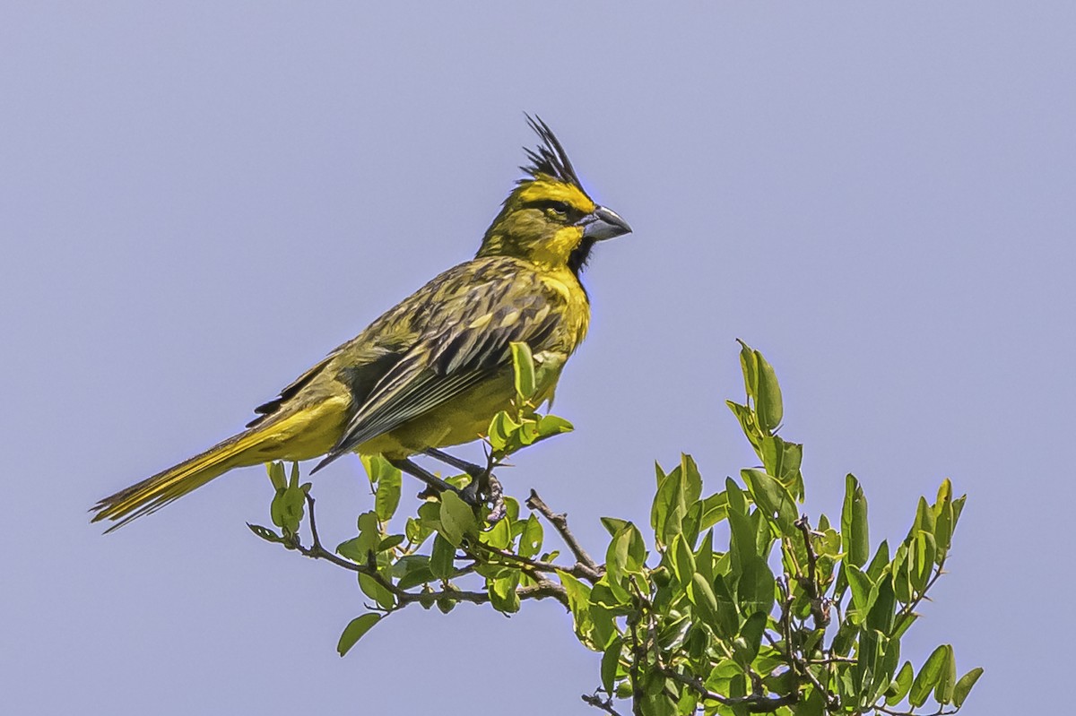 Yellow Cardinal - ML646851454
