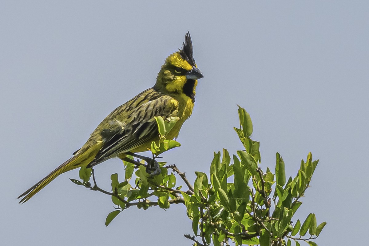 Yellow Cardinal - ML646851455