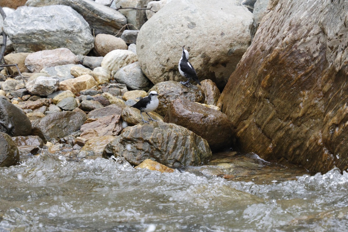 Ur-zozo buruzuria - ML646851456