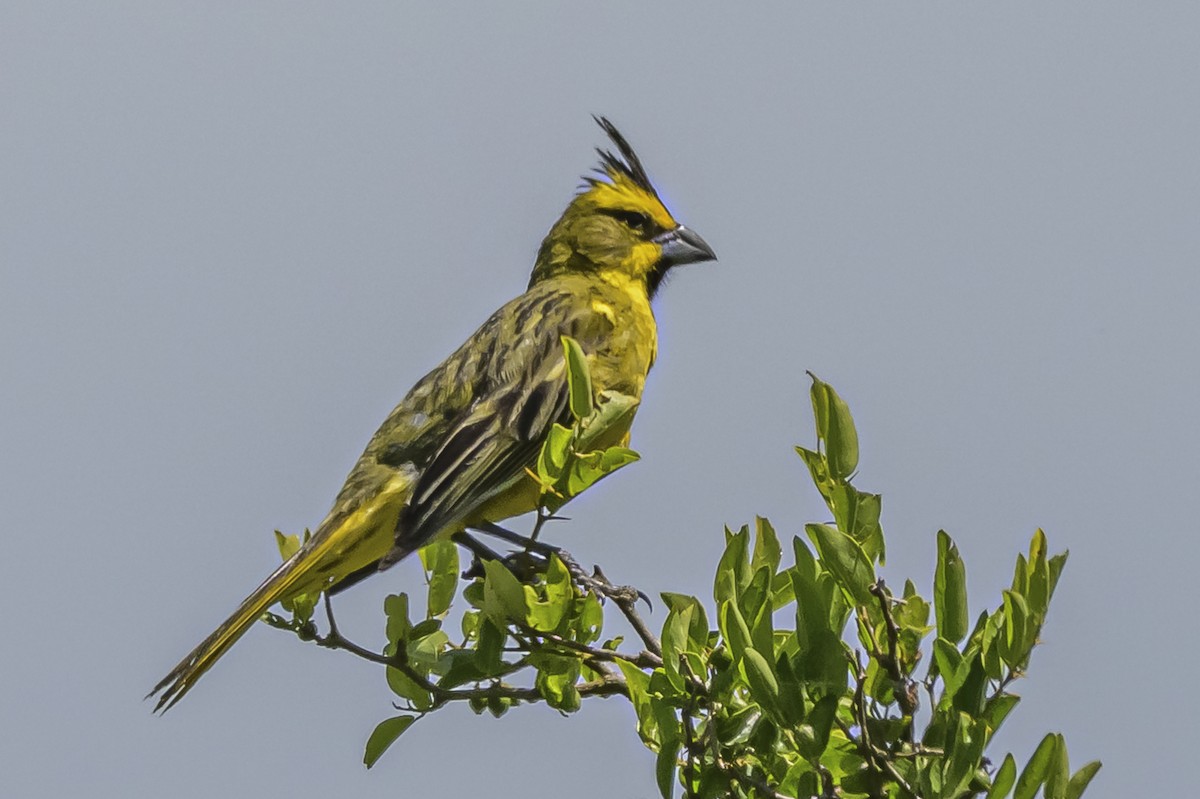 Yellow Cardinal - ML646851457