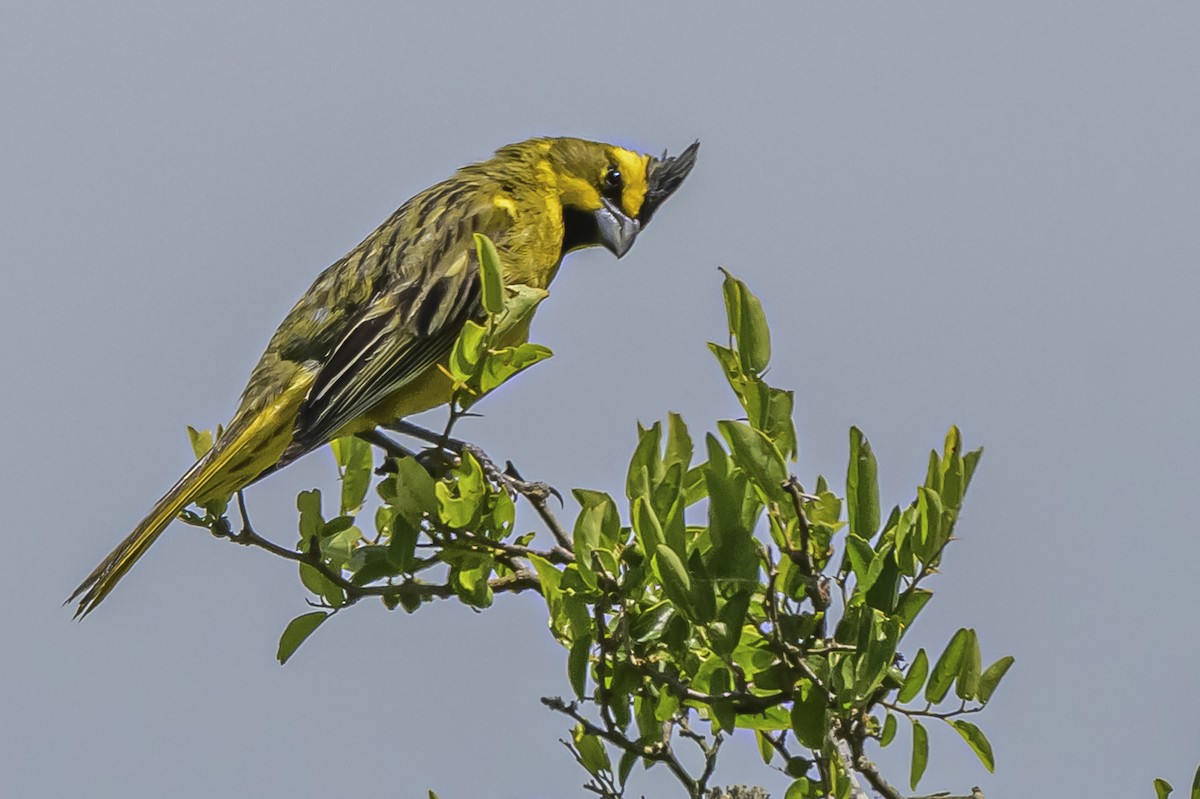 Yellow Cardinal - ML646851459
