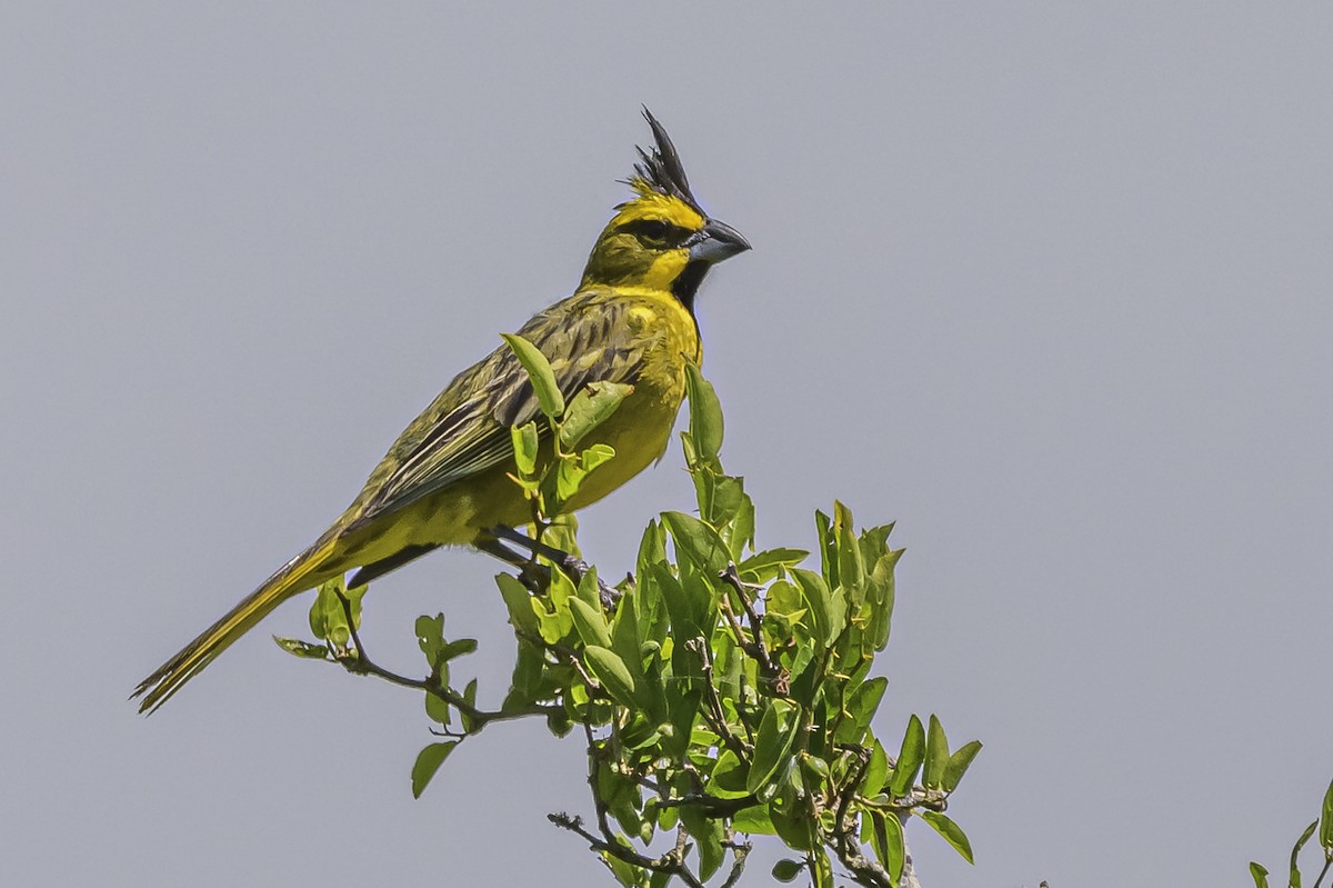 Yellow Cardinal - ML646851460