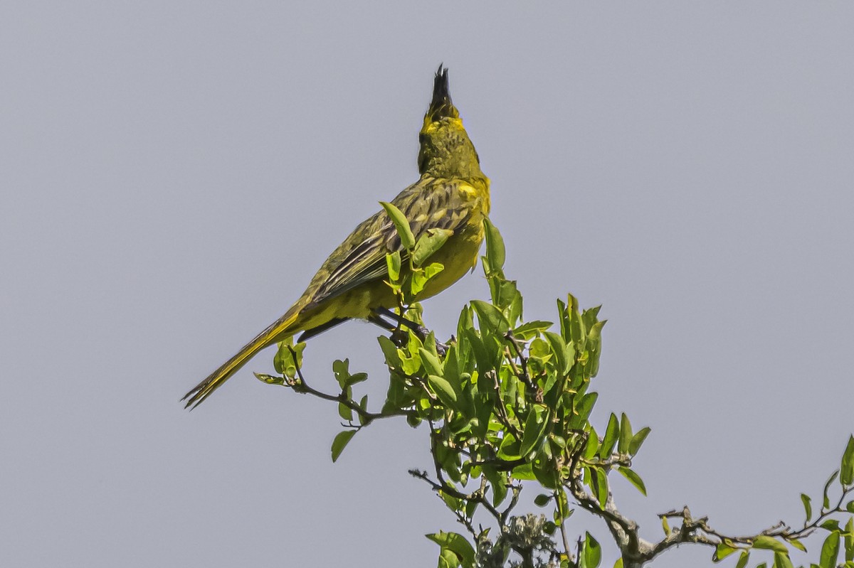 Yellow Cardinal - ML646851461