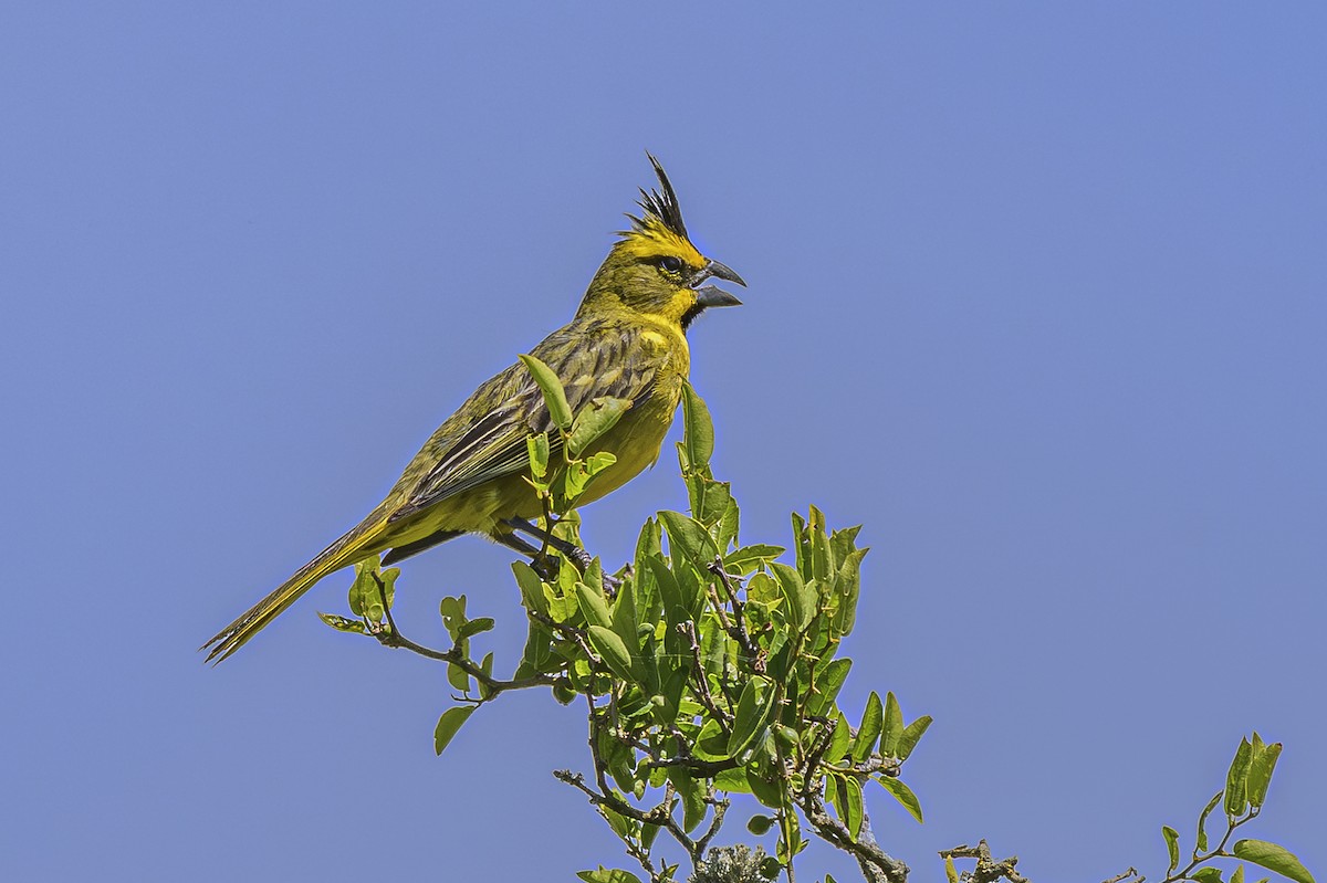 Yellow Cardinal - ML646851463