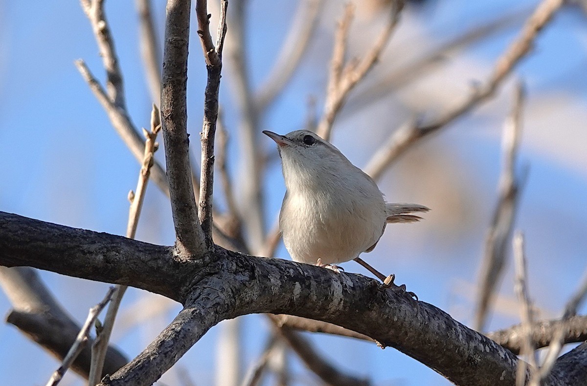 Bewick's Wren - ML646851466
