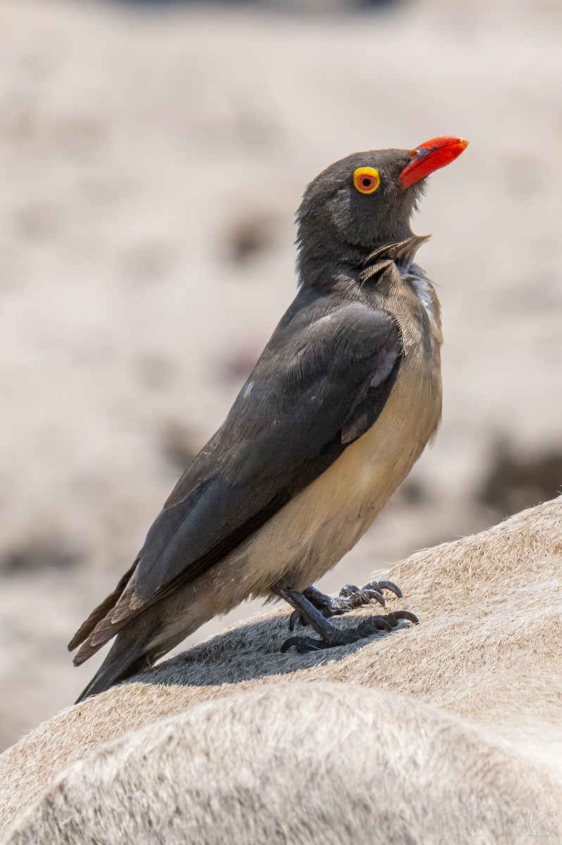 Red-billed Oxpecker - ML646851467