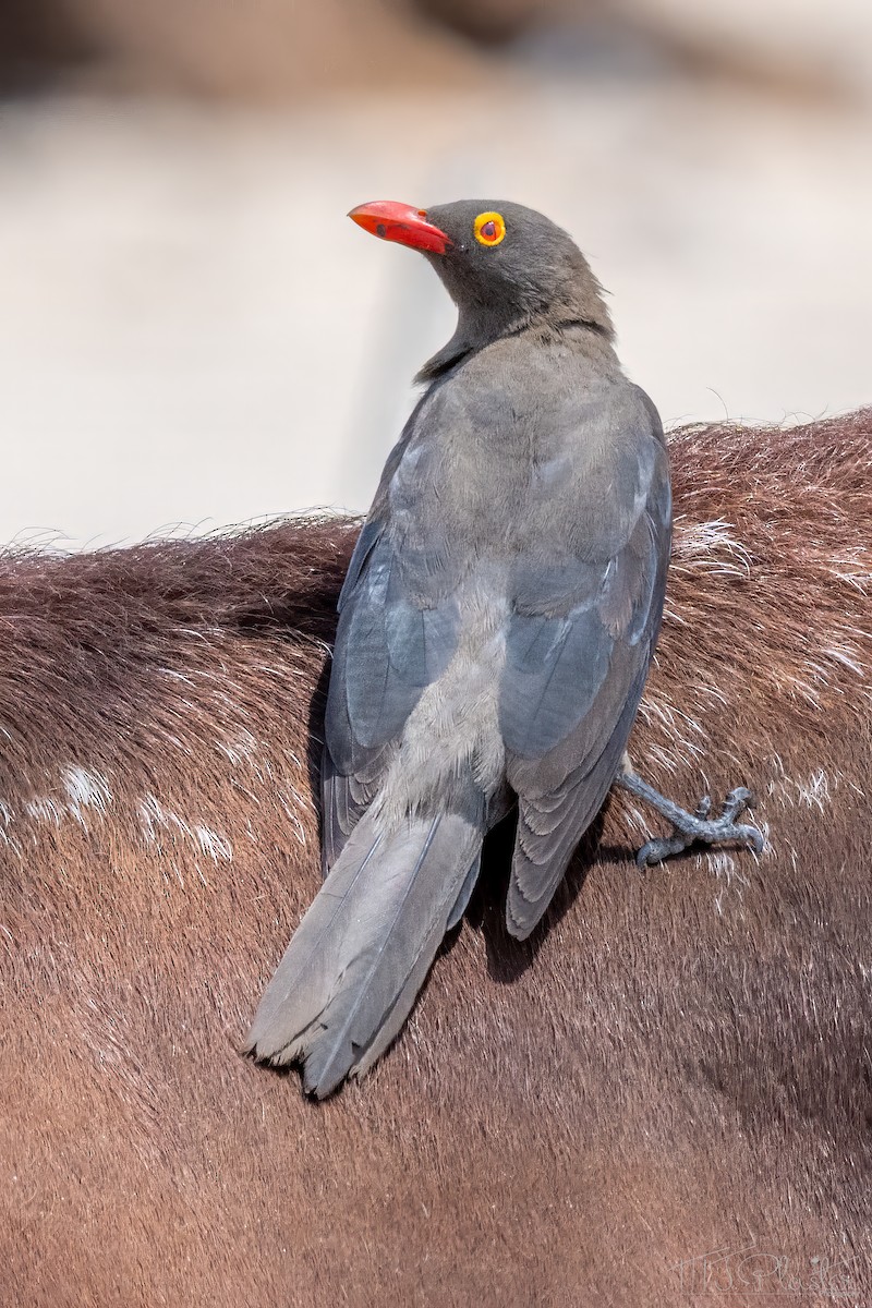 Red-billed Oxpecker - ML646851468