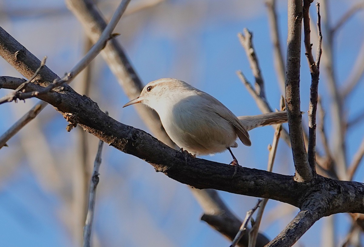 Bewick's Wren - ML646851469