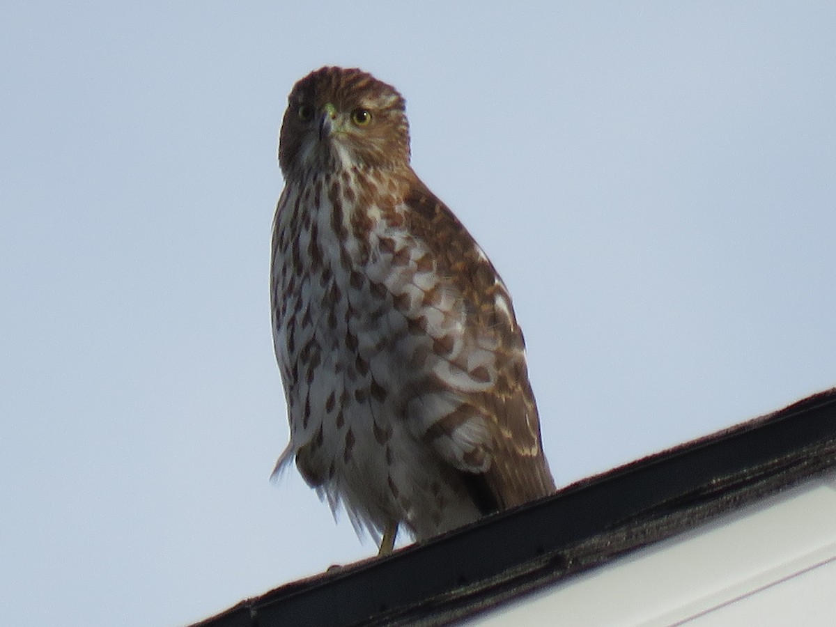 Cooper's Hawk - ML646851470