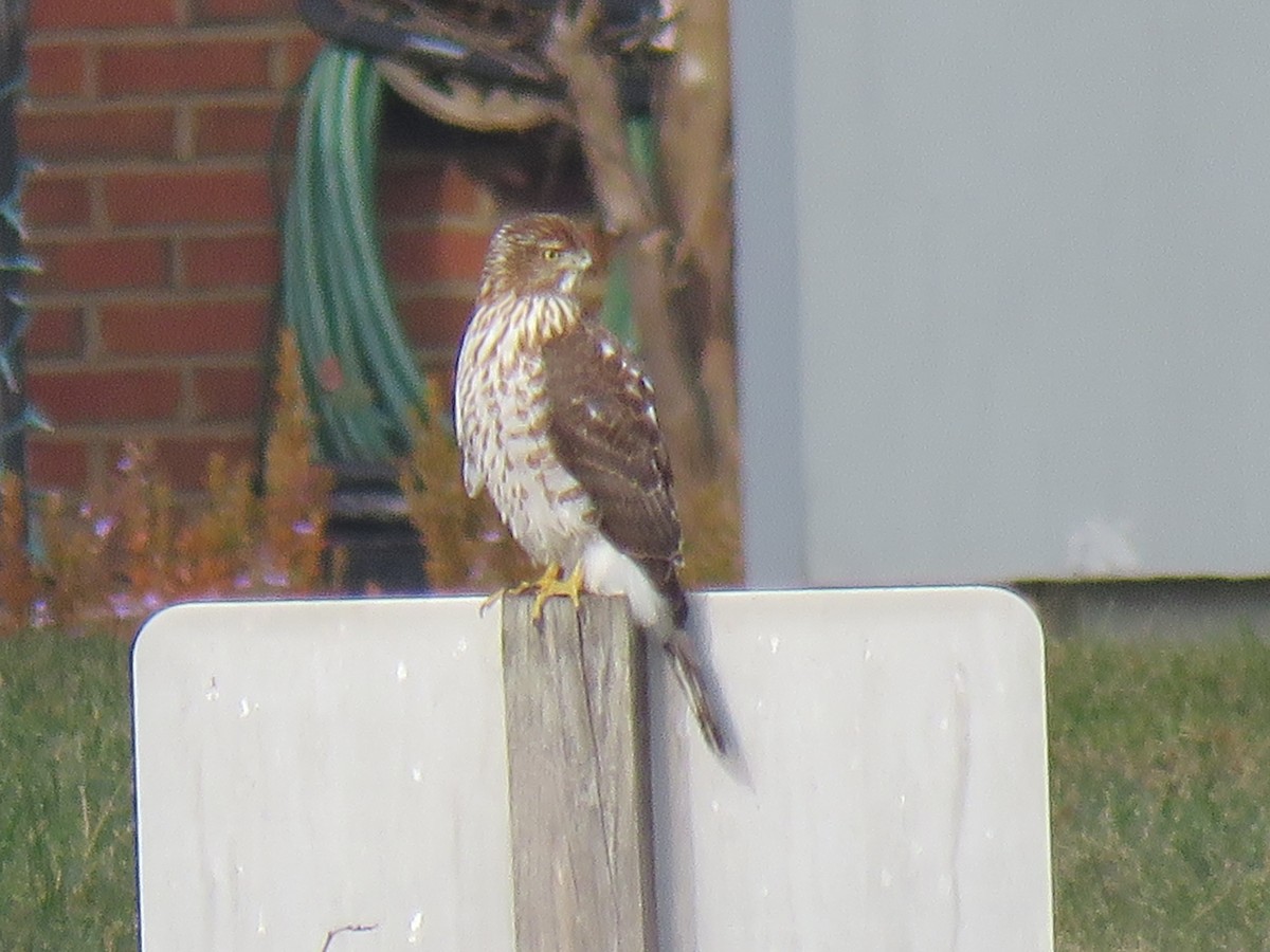 Cooper's Hawk - ML646851471
