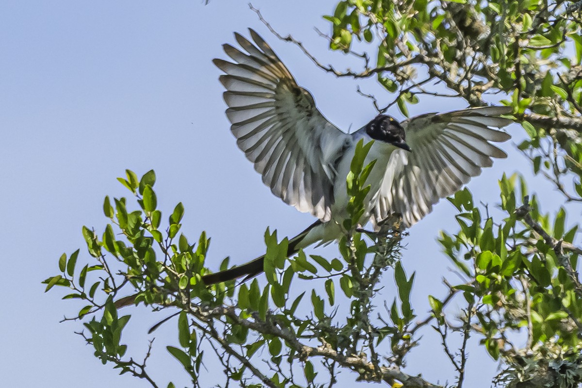 Fork-tailed Flycatcher - ML646851473