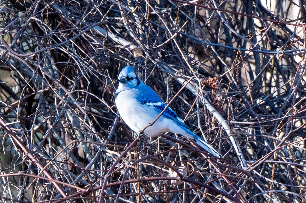 Mavi Karga - ML646851474