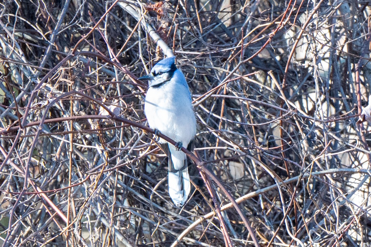 Mavi Karga - ML646851475