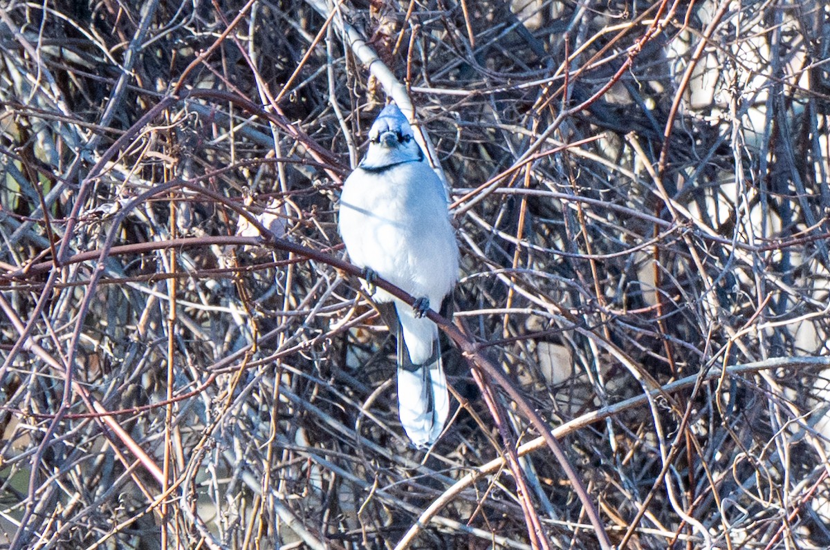 Mavi Karga - ML646851476