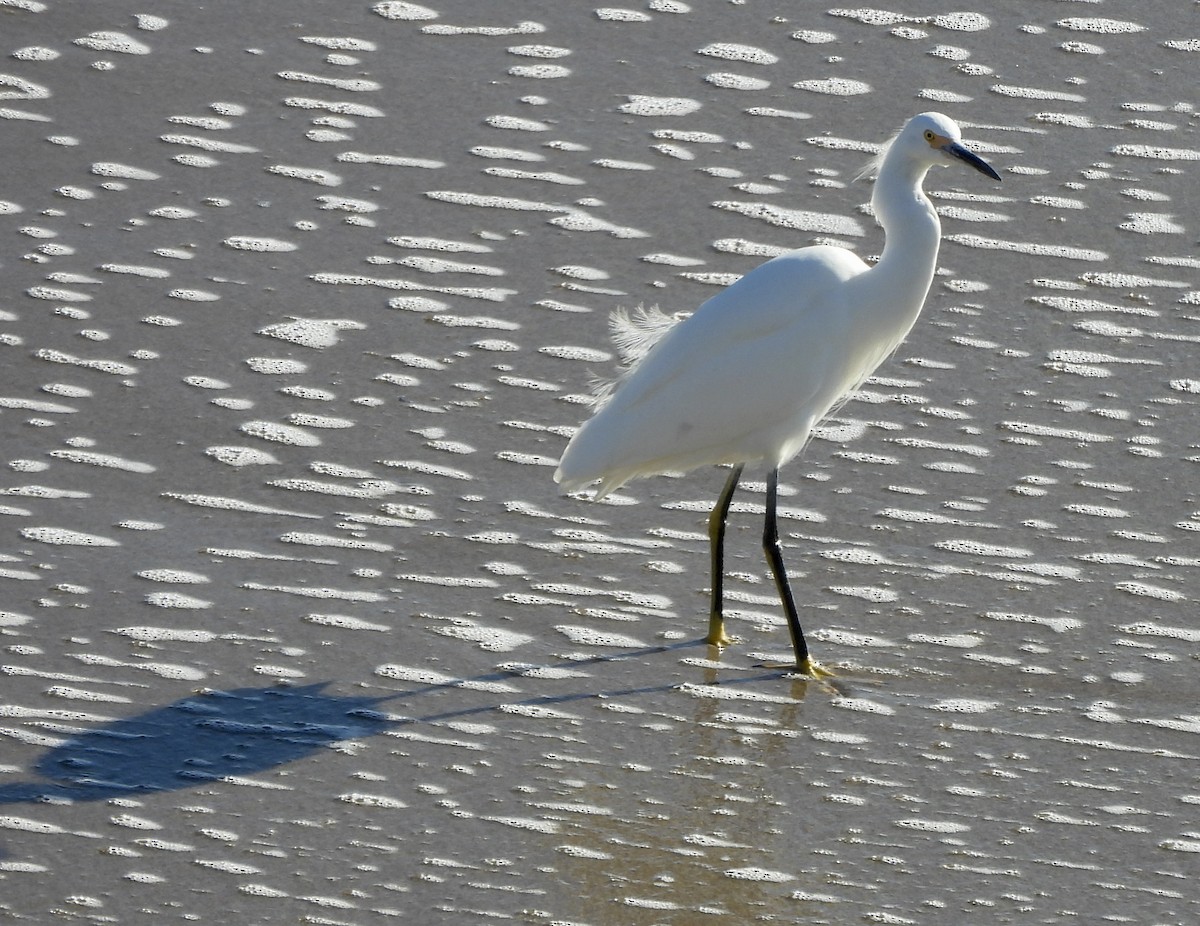 Snowy Egret - ML646851477