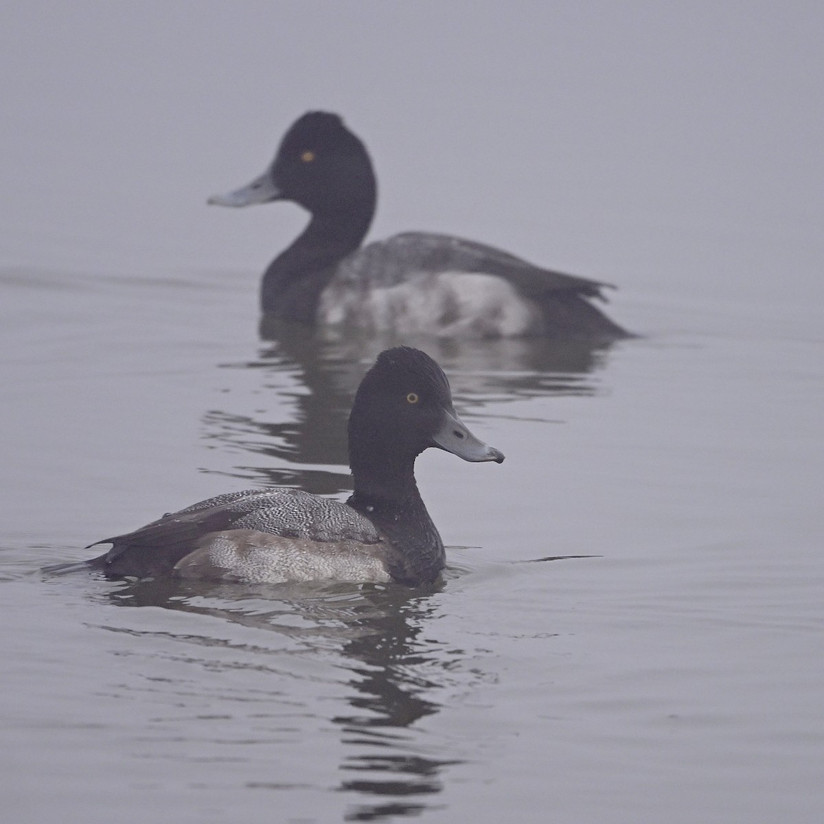 コスズガモ - ML646851478