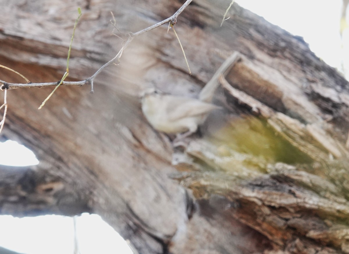 Bewick's Wren - ML646851480