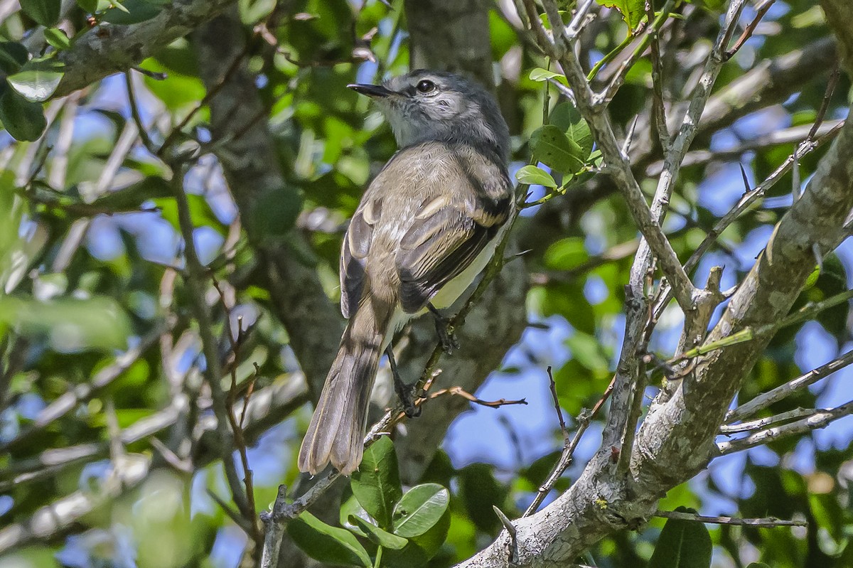 White-crested Tyrannulet - ML646851489