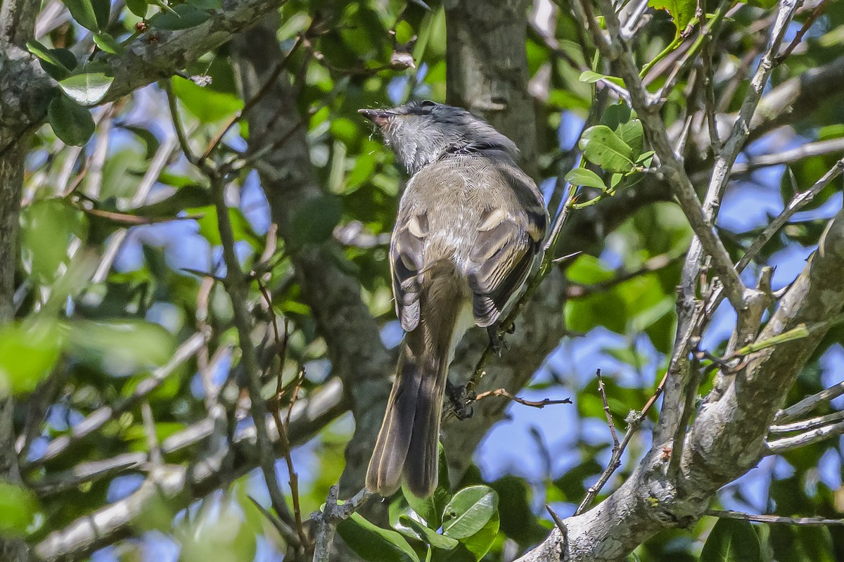 White-crested Tyrannulet - ML646851490